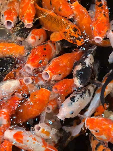 Hình ảnh The KoI Coffee - 3