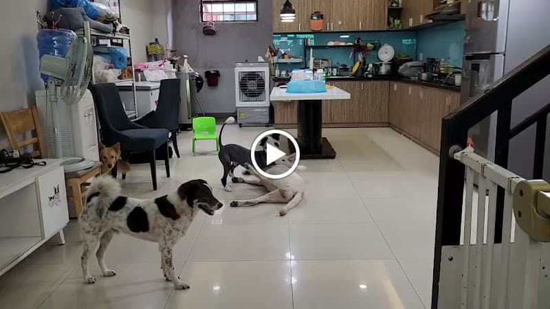 Hình ảnh Woof N' Whiskers Pet shop - Pet Kennel-free boarding & Spa - 3