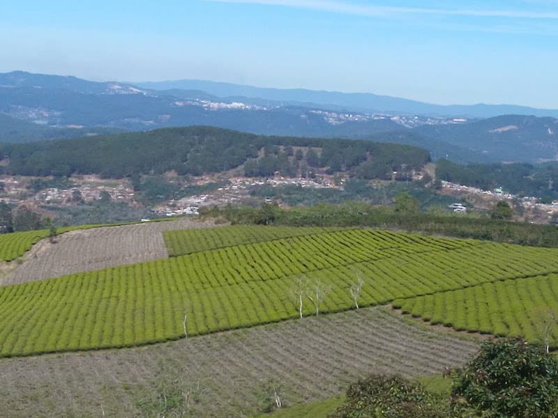 Đồi Chè Cầu Đất