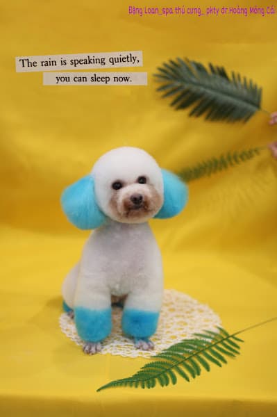 Hình ảnh Phòng khám Thú Y Dr Hoàng - Pet shop - 2