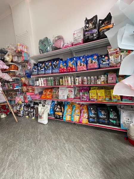 Hình ảnh Mua bán chó mèo BMT - Chăm sóc thú cưng BMT PET - 3