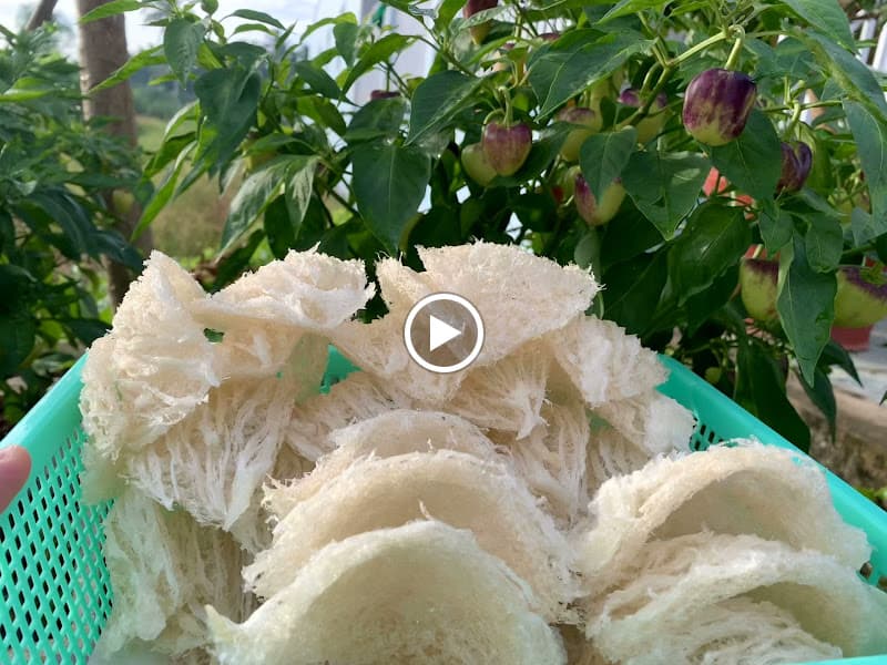 Hình ảnh Yến sào Tài Lộc Trà Vinh - 2