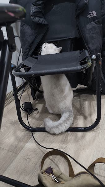 Ảnh bìa Meow Tea - Tiệm cafe mèo