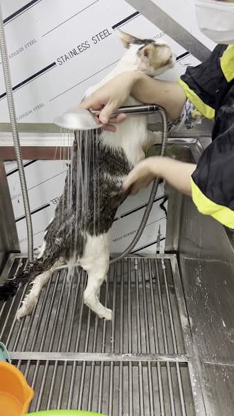 Hình ảnh Nuôi Mèo Pet Shop - 3