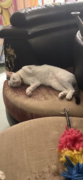 Hình ảnh phòng khám thú y Thanh Hưng - Long Xuyên - 3