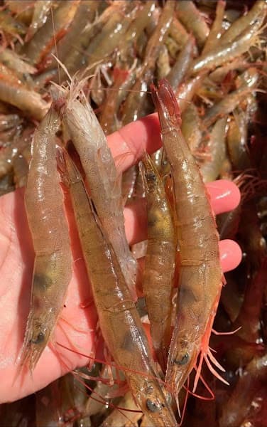 Vựa Hải Sản Hoài Phương