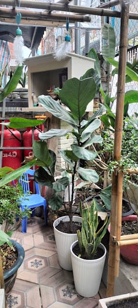 Hình ảnh Bánh xèo chay Ông Thọ - Ăn vặt chay - 3