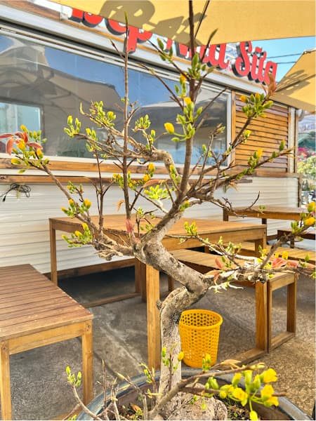 Ảnh bìa BÁNH MỲ XÍU MẠI ĐÀ LẠT BẾP NHÀ SỮA