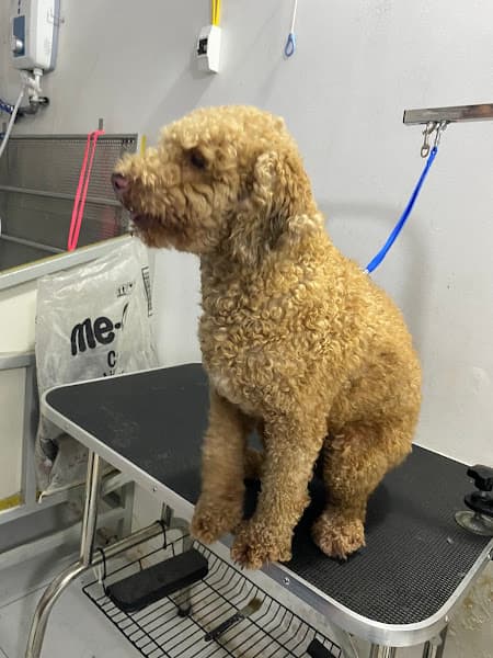 Hình ảnh Dịch Vụ Thú Y Thành Công - 2