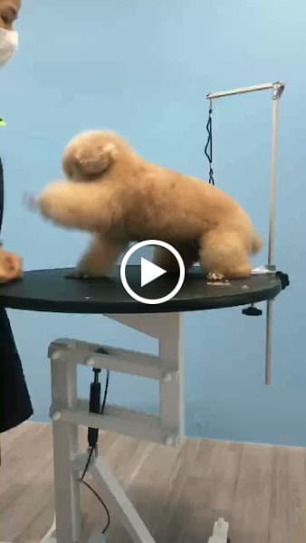 Hình ảnh Tiệm của Pet Biên Hoà - 4