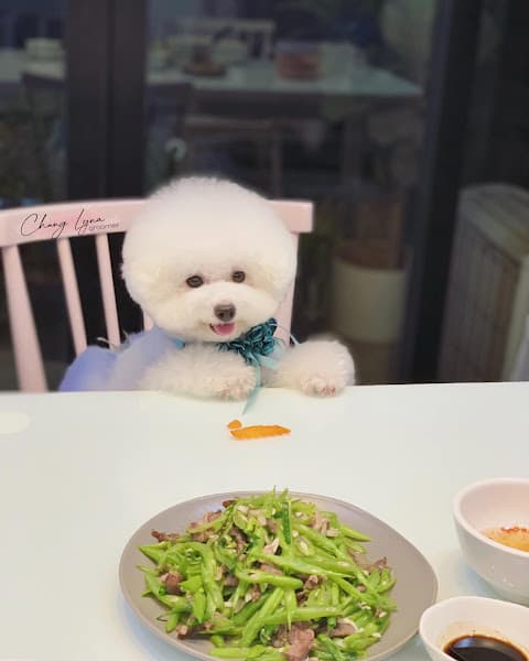 Ảnh bìa Barbie Pet Thượng Đình - Cửa Hàng Thú Cưng