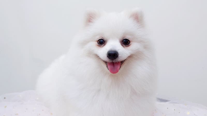 BÁO PETSHOP - Spa, hotel, phụ kiện chó mèo