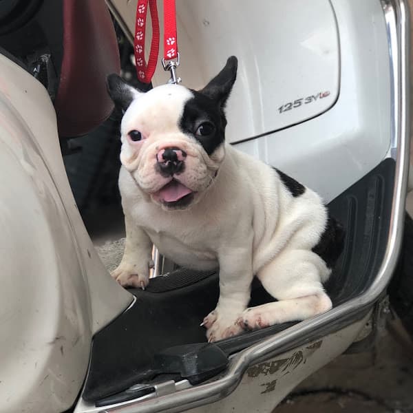 Hình ảnh Tùng Lộc Pet - 3