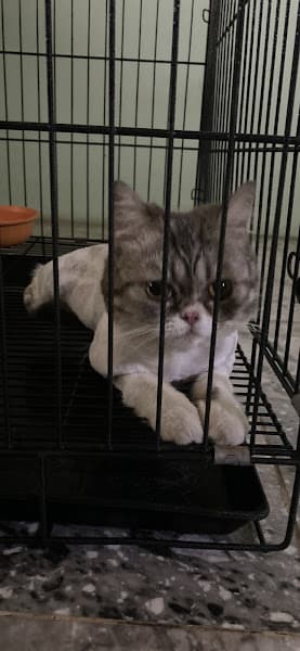 Hình ảnh PET HOUSE - PHÒNG KHÁM THÚ Y 24/7 - 4