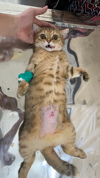 Ảnh bìa phòng khám thú y Thanh Hưng - Long Xuyên