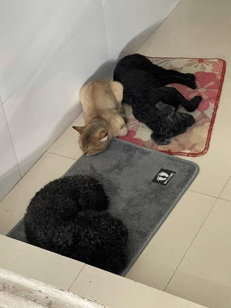 Hình ảnh BAO BAO PET CẦN THƠ - 3