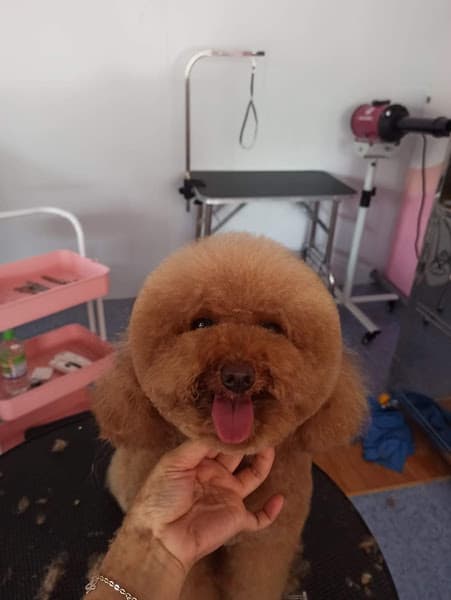 Hình ảnh MiuChou Pet - 3