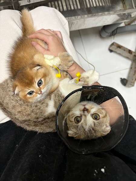 Hình ảnh Bệnh Viện Thú Y Chuẩn An Giang - 3