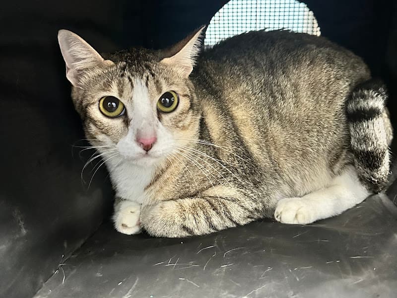 Ảnh bìa Phòng khám thú y - Delta Pet Clinic Biên Hoà Cấp Cứu 24/7