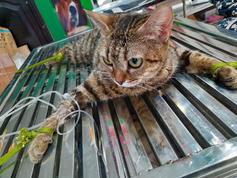 Thanhxuanpet Nha Trang - Shop - Spa - Hotel - Phòng khám thú cưng - Pet Clinic