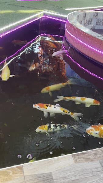 Hình ảnh Cafe IKoi - 2