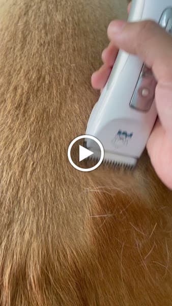 Hình ảnh Tiệm Cắt Tỉa Lông Thú Cưng Vĩnh Long - Cô Nhung Groomer - 3