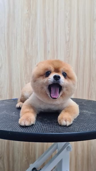 Hình ảnh Tiệm thú cưng Chupi Pet - 4