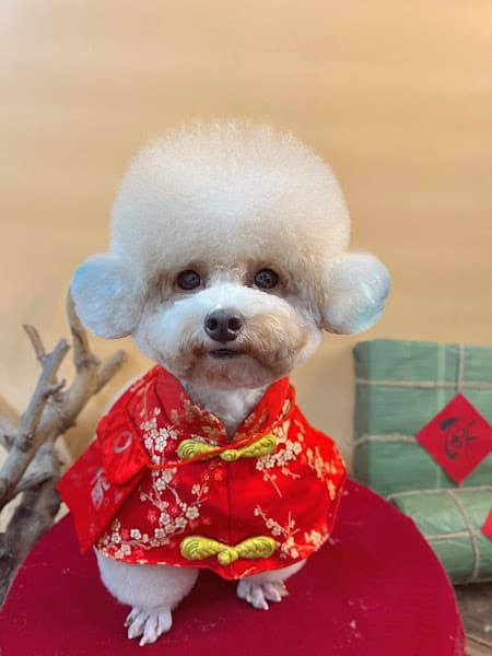 Hình ảnh Day Grooming - Petshop & Tiệm Spa Chó Mèo Quận Gò Vấp - 4