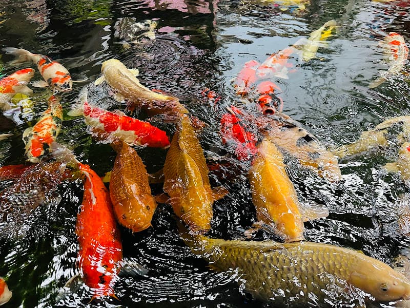 Hình ảnh Quán Cà Phê Pha Lê - 5