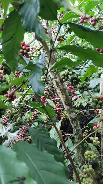 Hình ảnh Siêu thị Bách hoá XANH Lộc An - 3