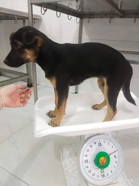 Hình ảnh Phòng Thú Y Cường Uyên - 4