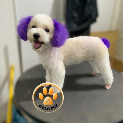 Hình ảnh Gold Pet Lấp Vò - 5