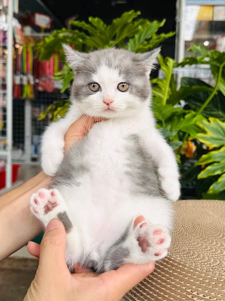 Hình ảnh Mua bán chó mèo Buôn Ma Thuột - Boss Pet Shop BMT - 3