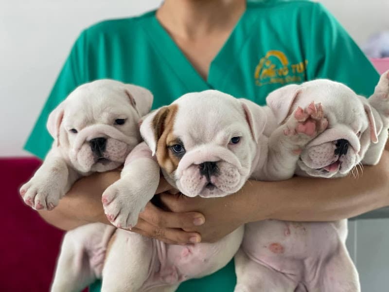 Ảnh bìa Phòng Khám thú y VERAPET