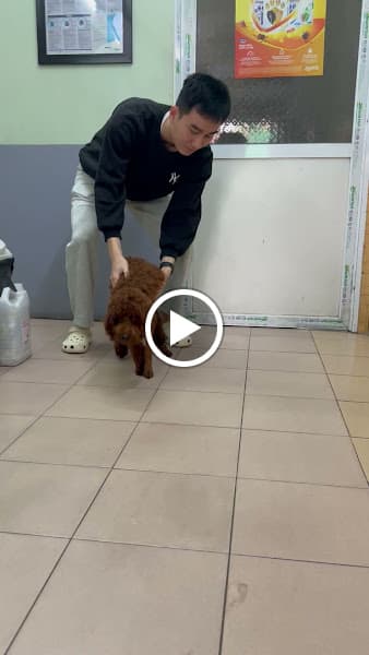 Hình ảnh Phòng khám Thú y Bắc Ninh - 3