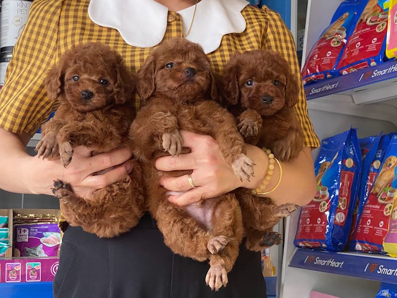 Hình ảnh PHÒNG KHÁM THÚ Y HALA PET - 5