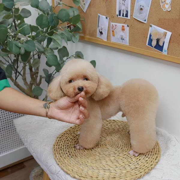 Hình ảnh Day Grooming - Petshop & Cửa Hàng Spa, Cắt Tỉa Lông Chó Mèo Quận 12 - 4