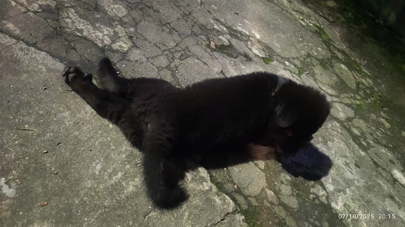 Hình ảnh Thú y Hoàng Dương - 4