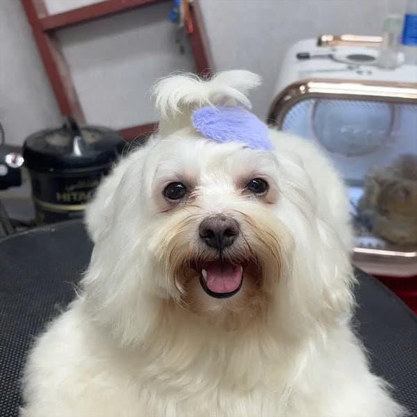 Hình ảnh Spa Cắt Tỉa Lông Cho Chó Mèo Gò Vấp- Arale Petshop - 4