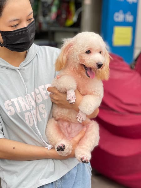 Dịch vụ Thú y My An Pet