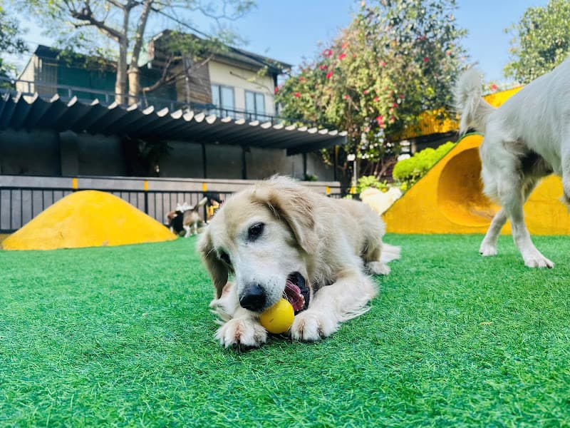 Hình ảnh District 4 Pet Hotel Resort & Spa - 4