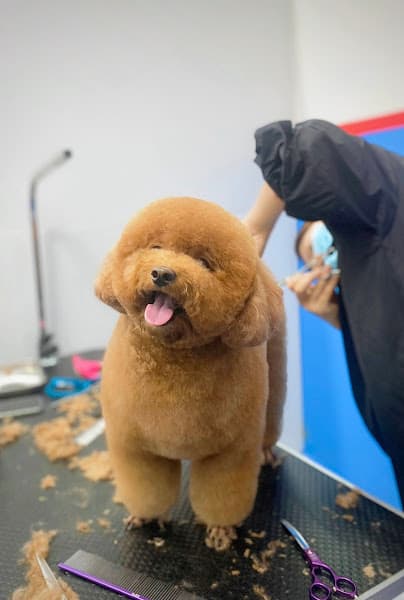 Hình ảnh Phòng Khám Thú Y Gia Lai - GALAPET - 2