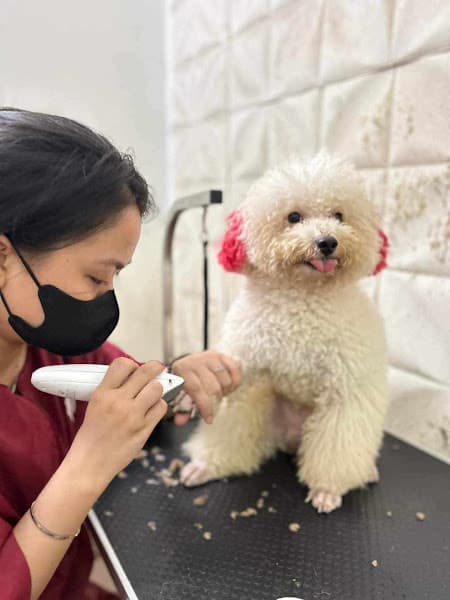 Hình ảnh BK Pet House. Spa - Cắt tỉa lông Thú Cưng - 2