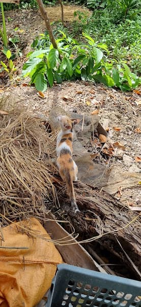 Hình ảnh Trại Chó Bùi Hải - 4