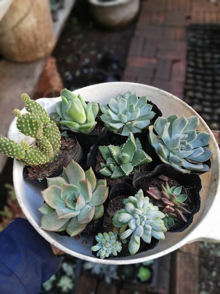 Hình ảnh Bánh xèo Gia Lai 82 Quán - Thương Từ - 5