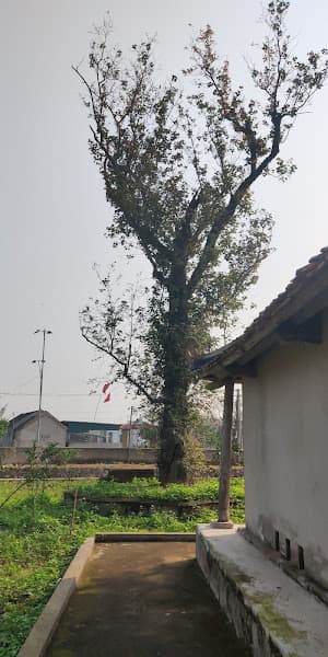 Hình ảnh Di tích lịch sử Quốc gia- Đền thờ Hoàng Tá Thốn - 3