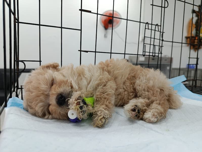 Hình ảnh Bệnh viện thú y Gia Kiệm - 4