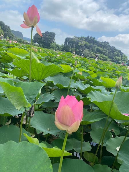 Hình ảnh Trung Tâm Tiêm Chủng FPT Long Châu - 2