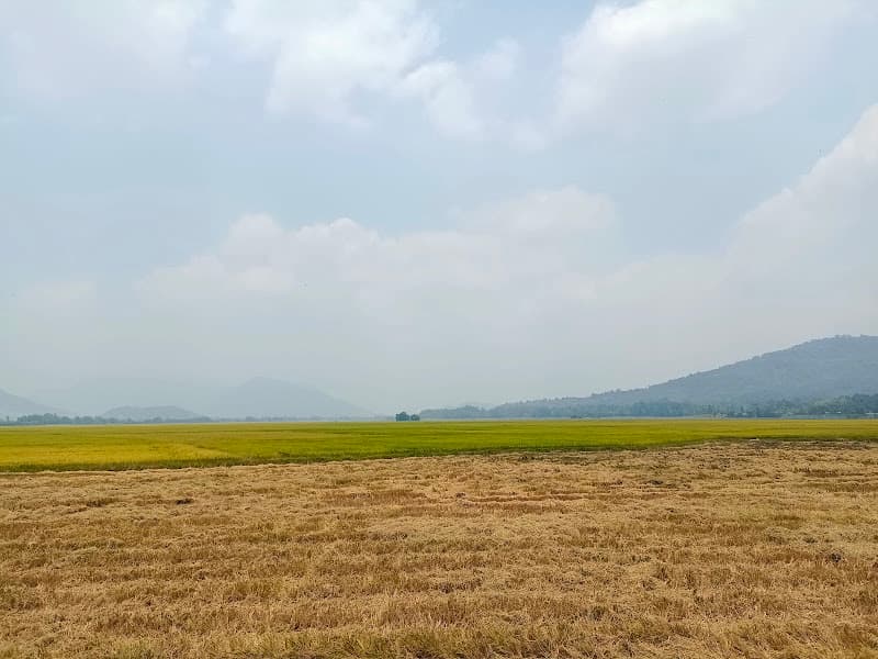 Hình ảnh Hàng Thốt Nốt Khmer Trái Tim - 5