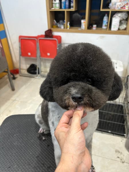 Hình ảnh PET CENTER Đông Hưng - 4